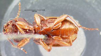 Media type: image;   Entomology 5622 Aspect: habitus ventral view